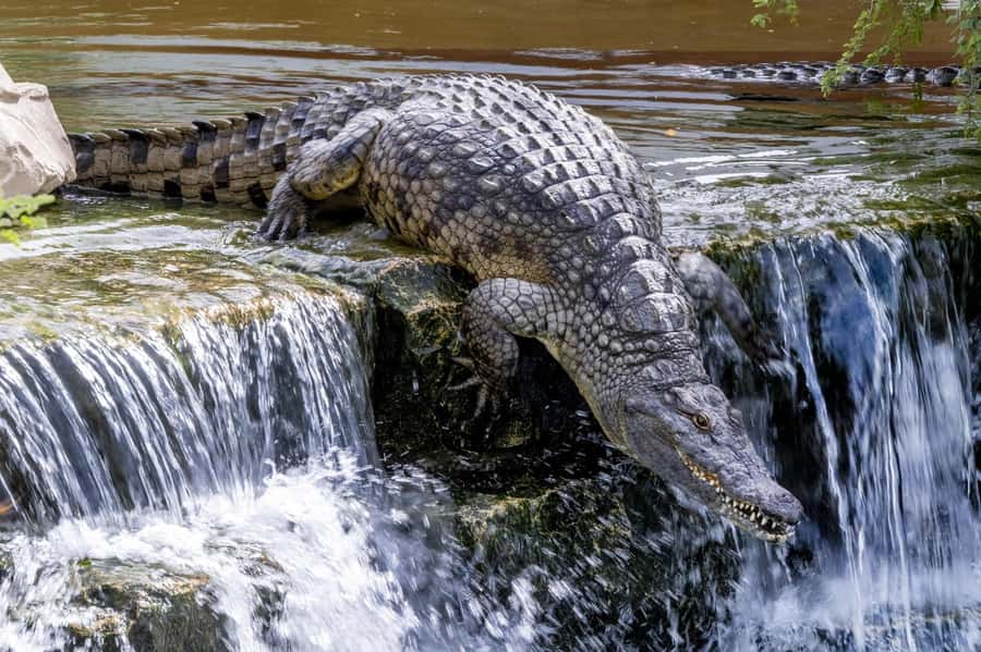Dubai Crocodile Park Ticket - The underwater aquarium view