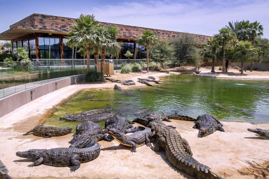 Dubai Crocodile Park Ticket - Conservation and crocodile ecology