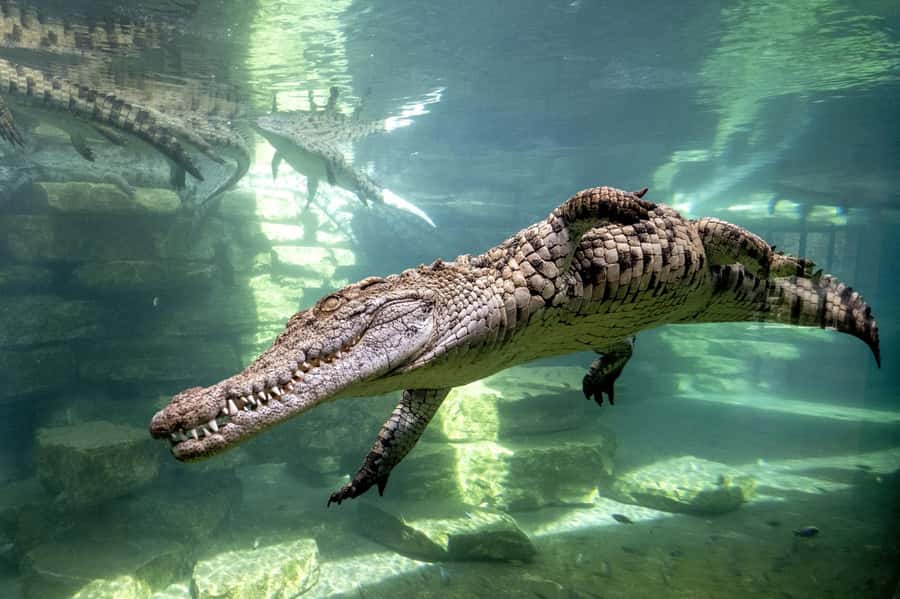 Dubai Crocodile Park Ticket - What the educator-led visit adds