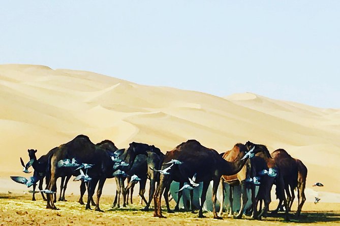 Dubai Desert Adventure Half-Day Tour - What the $210 price gets you