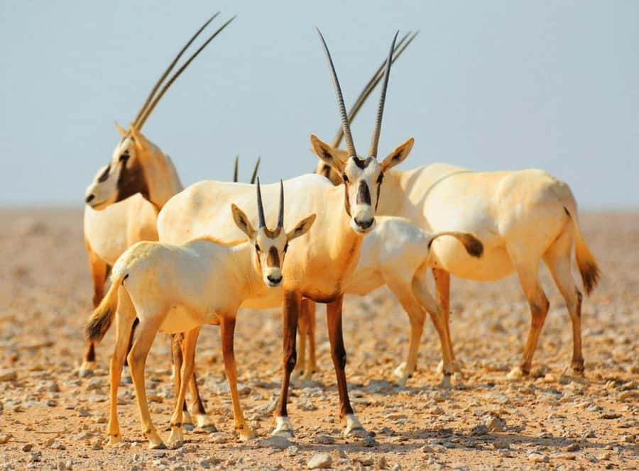 Dubai Desert Morning Drive with Wildlife Experience - Why this morning trip works so well