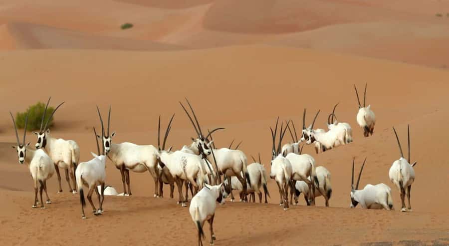 Dubai Desert Morning Drive with Wildlife Experience - Al Qudra Lakes and the birdlife