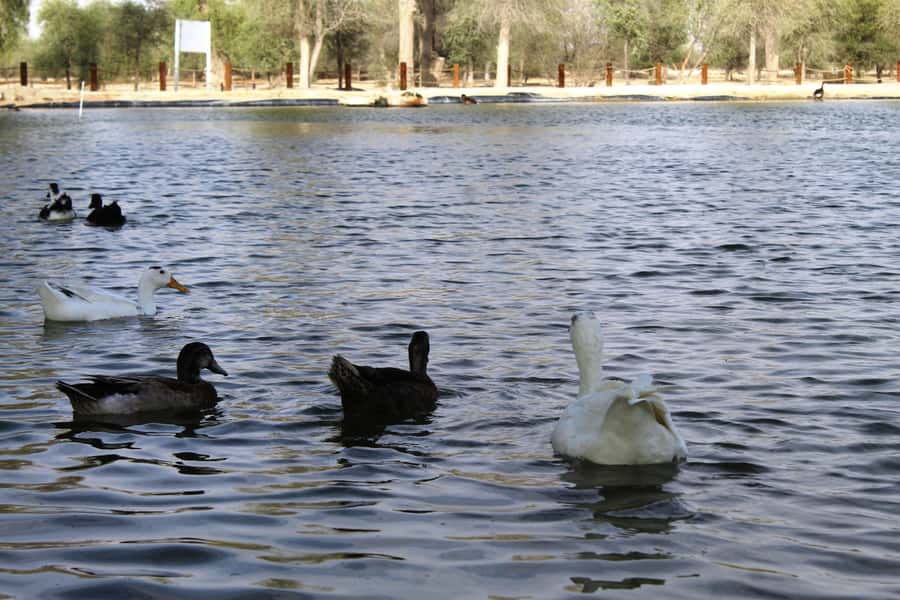 Dubai Desert Morning Drive with Wildlife Experience - Leaving your Dubai hotel before the heat
