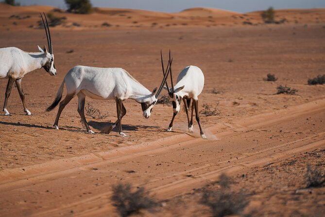 Dubai Desert Safari: Camel Ride, Sandboarding, BBQ & House Drinks - The night sky and the camp atmosphere