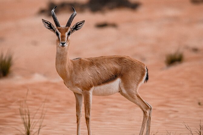 Dubai Desert Safari: Camel Ride, Sandboarding, BBQ & House Drinks - Practical details that make the evening easier