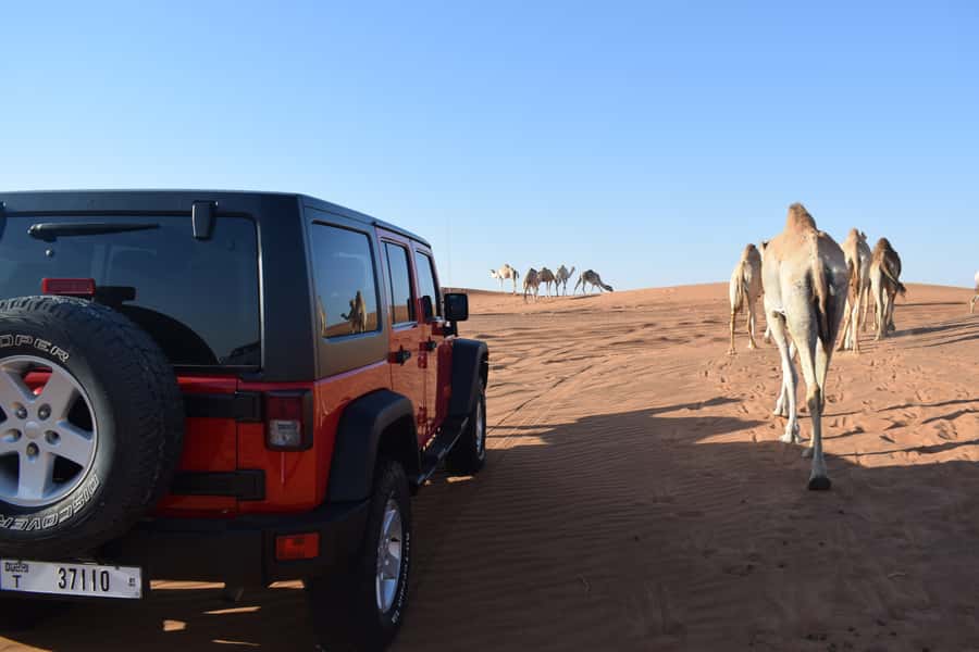 Dubai: Desert Safari, Quad Bike, Camel Ride and Sandboarding - What $29 Really Gets You