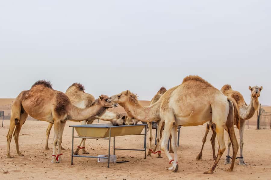 Dubai Desert Safari, Quad Biking, Camel Ride, & Sandboarding - Camel farm and the short camel ride