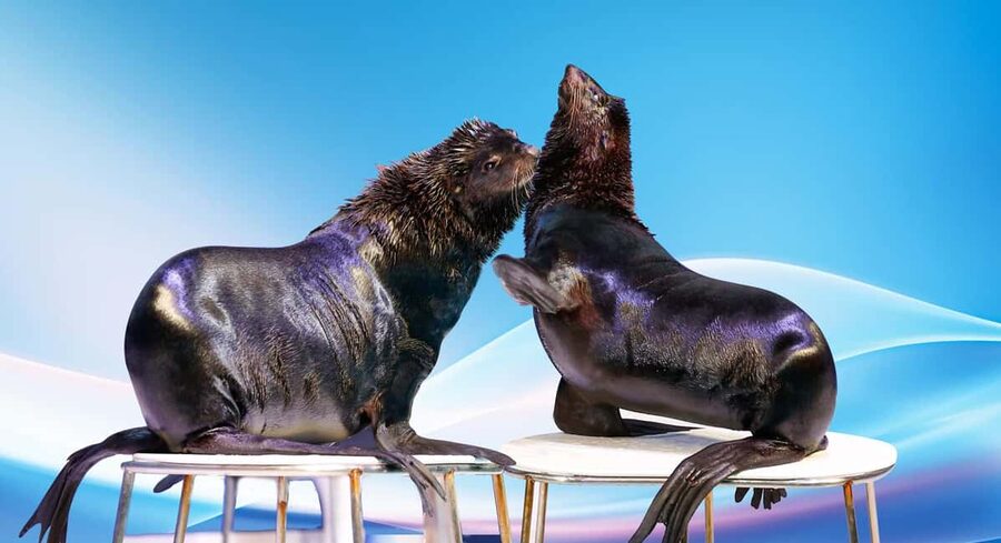 Dubai: Dubai Dolphinarium Dolphin, Seal & Bird Show Tickets - What happens during the dolphin and seal performance