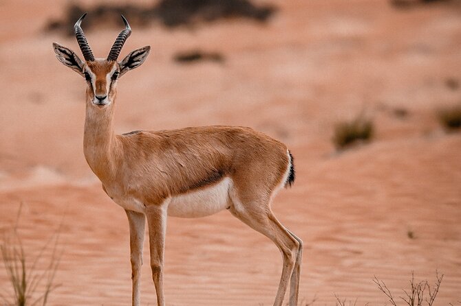 Dubai Evening Desert Safari: Sandboarding, BBQ, Camel Ride & more - Who will enjoy this safari most?