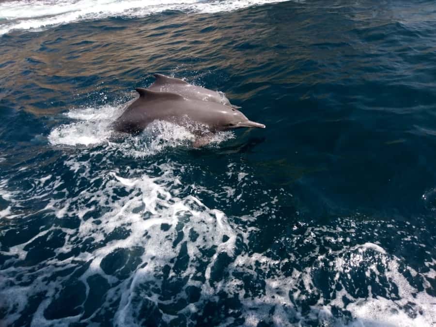 Dubai: Full-Day Sea Safari to Musandam - Swimming, snorkeling, and the banana boat ride
