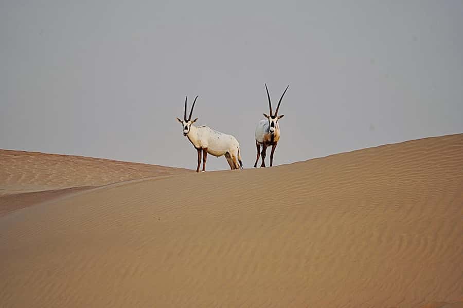 Dubai: Half-Day Camel Trekking with Al Marmoom Breakfast - Arabic coffee, Bedouin stories, and a filling breakfast