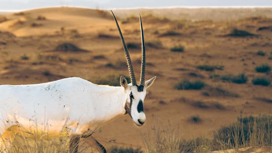 Dubai: Heritage Desert Safari wtih Overnight and Breakfast - Dinner inside a royal desert retreat
