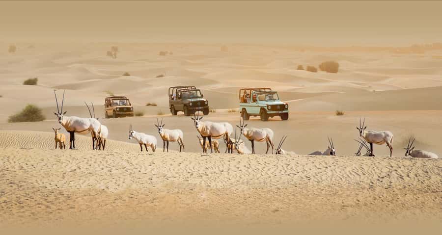 Dubai: Heritage Safari, Camel Ride & Al Marmoom Oasis Dinner - Why Al Marmoom feels different from a standard Dubai safari