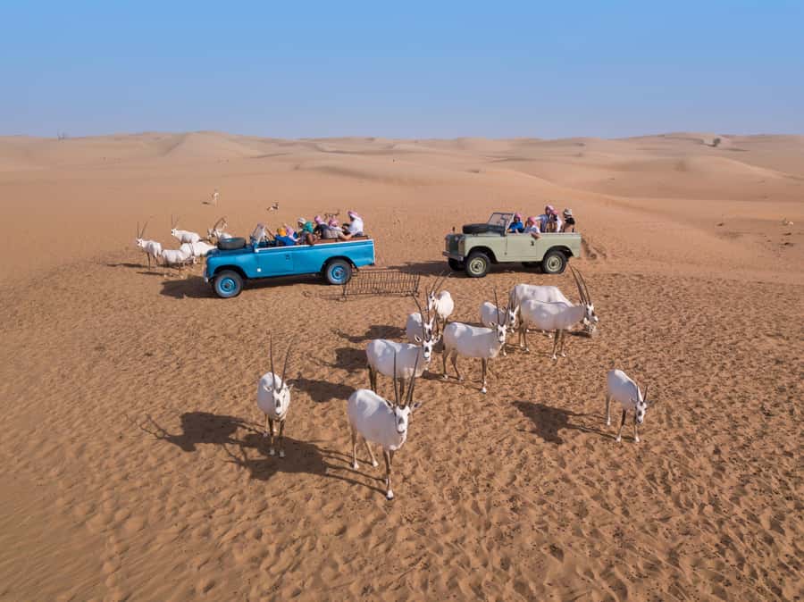 Dubai: Heritage Safari in Vintage Land Rover with Dinner - Falconry as the desert light fades