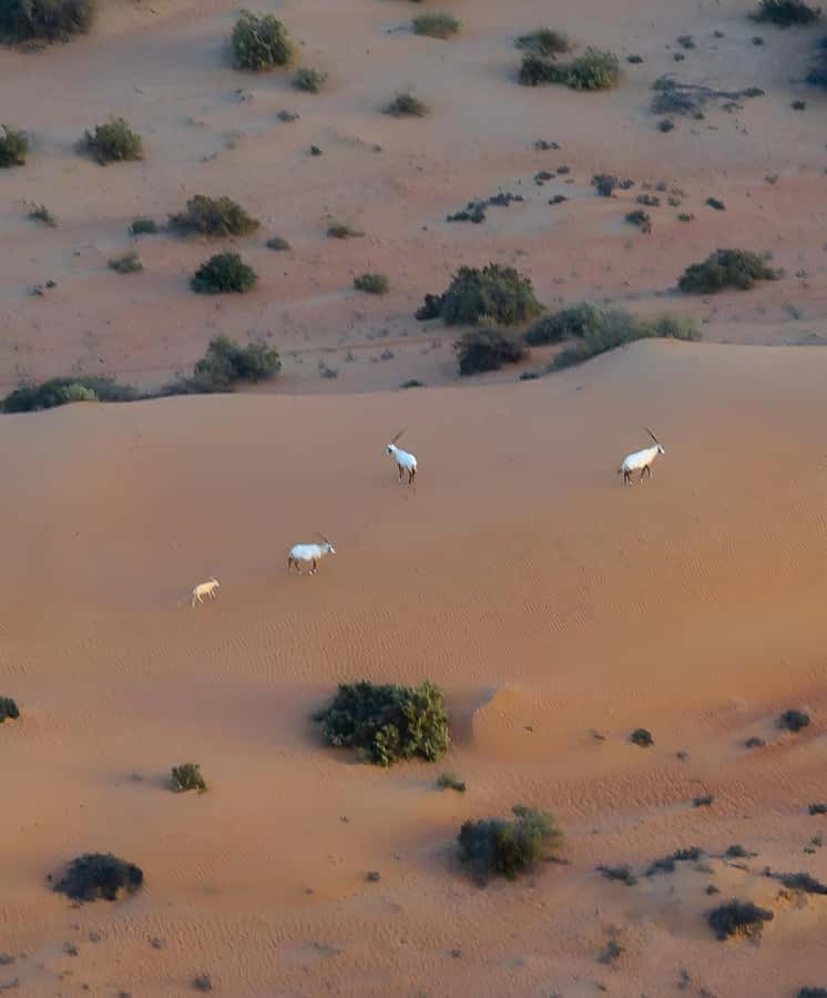 Dubai: Hot Air Balloon, Camel Ride, Desert Safari & More - Should you book this Dubai desert morning?
