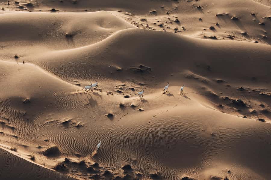 Dubai: Hot Air Balloon Ride with Camel Ride & Falcon Show - The falcon show at 4,000 feet