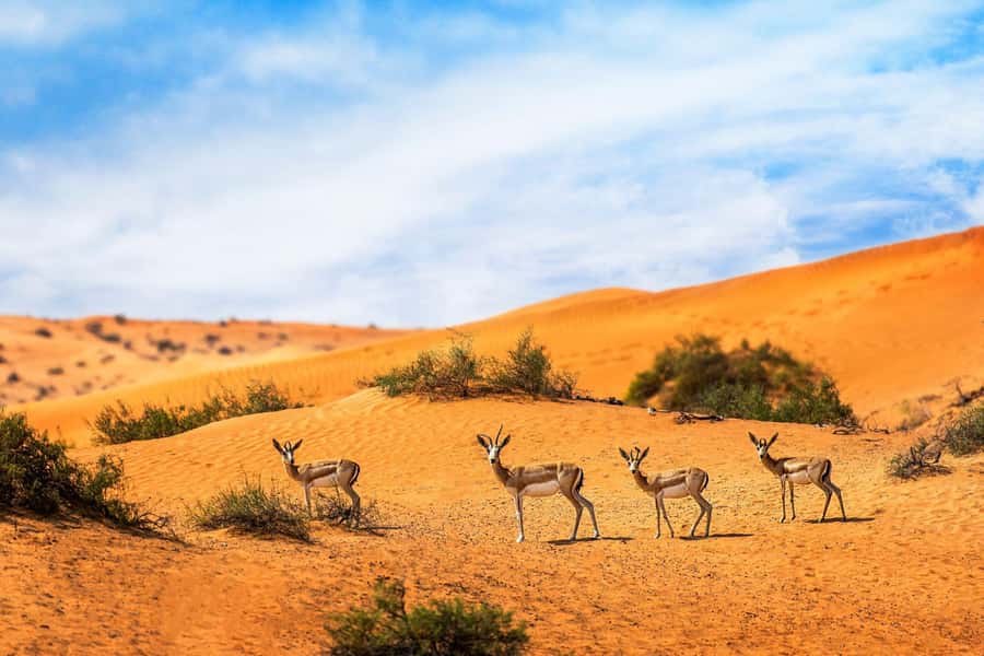 Dubai: Hot Air Balloon with Camel, ATV, & Horse Ride Options - Who will enjoy this morning most?