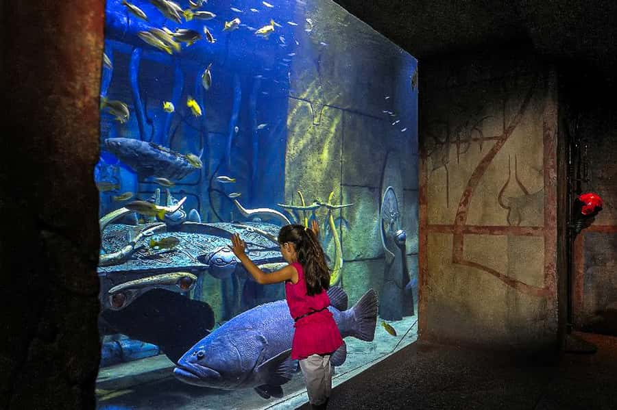 Dubai: Lost Chambers Aquarium Entry Ticket - What the $45 ticket really buys