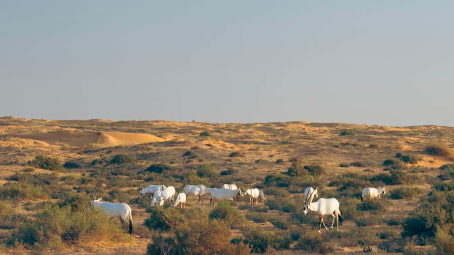Dubai: Luxury Safari with Michelin-Curated 5-Course Dinner - What the Conservation Drive Adds