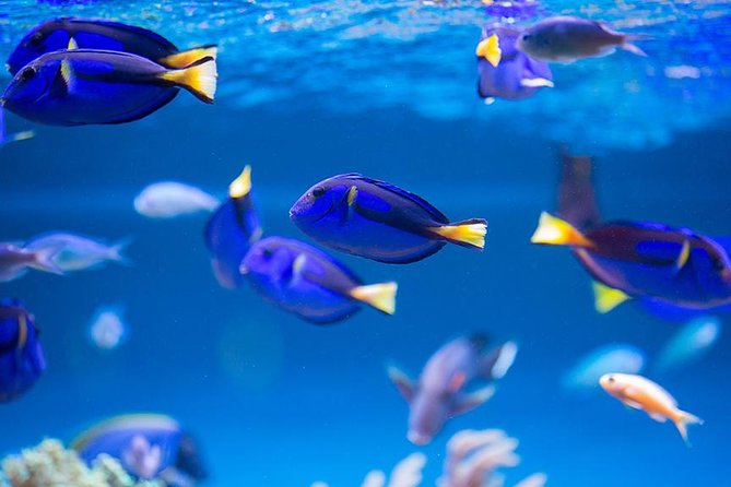 Dubai Mall Aquarium & Underwater Zoo with Penguin Cove Tickets - The Underwater Zoo changes the pace