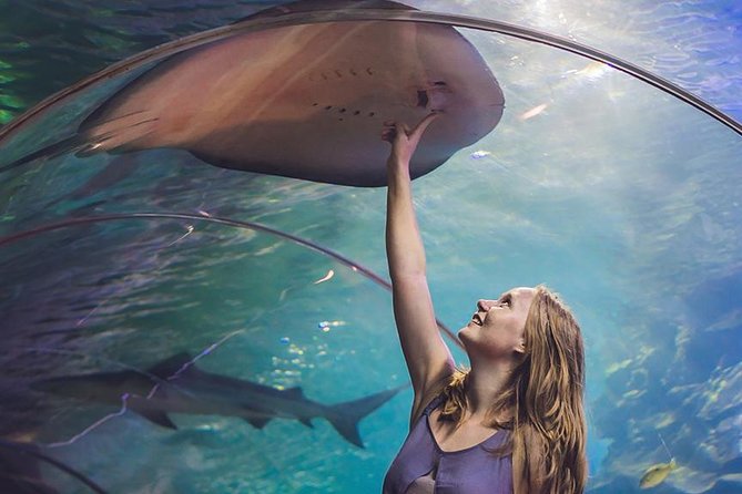 Dubai Mall Aquarium & Underwater Zoo with Penguin Cove Tickets - The underwater tunnel gives you the classic aquarium moment
