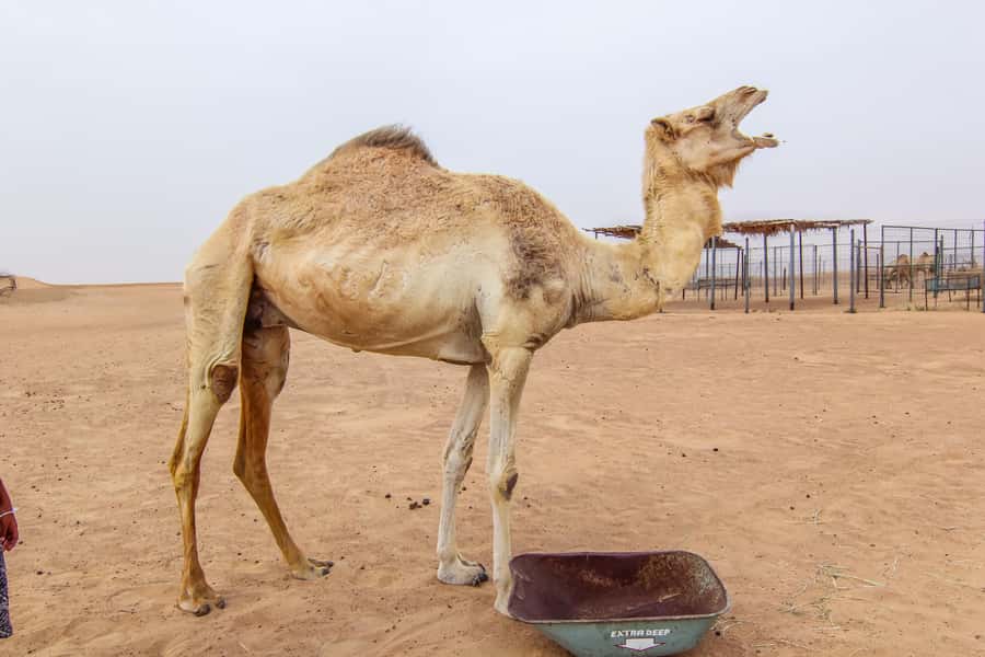 Dubai: Morning Desert Safari with Camel Ride & Sandboarding - The camel ride is traditional but brief