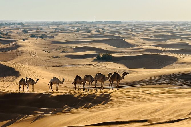 Dubai Morning Evening Desert Safari,Sand boarding and Camel ride - Morning versus evening timing