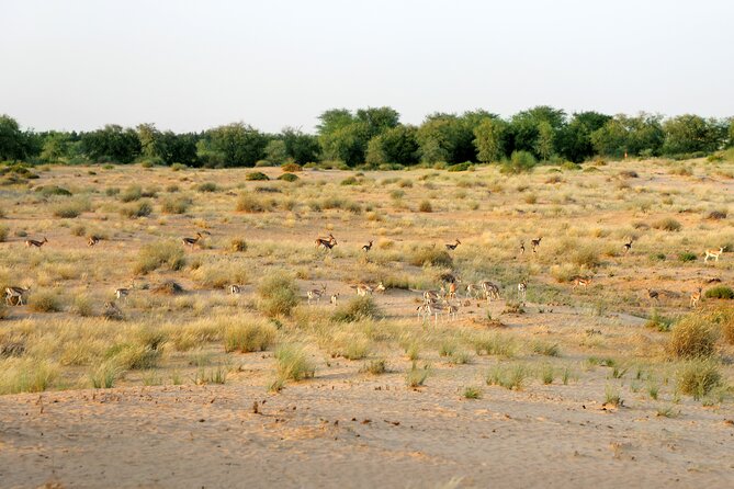 Dubai: Morning Safari by Vintage G Class & Al Marmoom Experience - Entering the Bedouin village