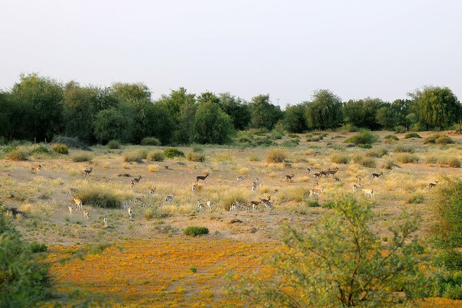 Dubai: Morning Safari by Vintage G Class & Al Marmoom Experience - Riding through the reserve in a 1980s Mercedes