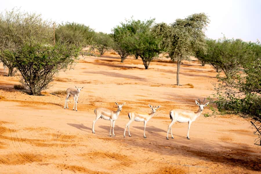 Dubai: Overnight Safari with Luxury Dome Stay & Stargazing - What the service is really like