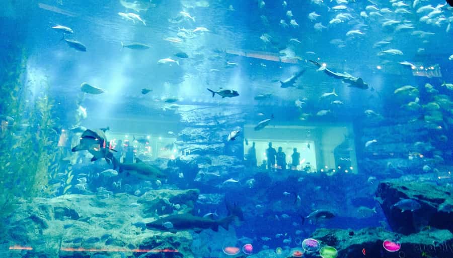 Dubai: Premium Half-Day Dubai Highlights Tour small group - Why this half-day route works