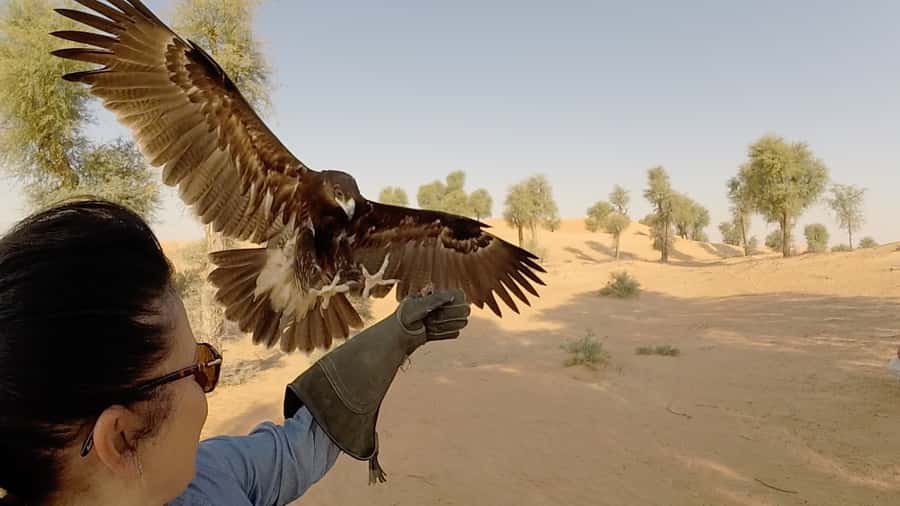 Dubai: Private Falconry Safari - Key points to know before booking