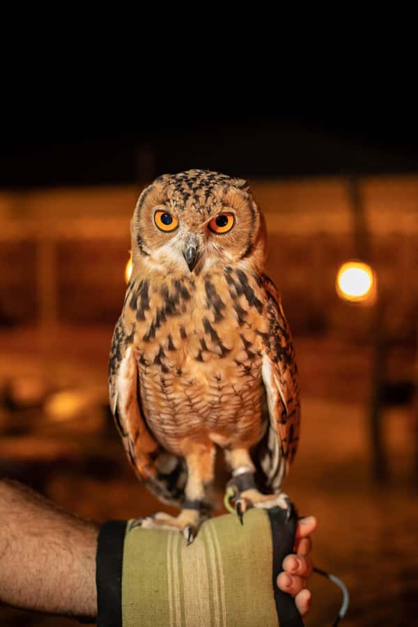 Dubai: Private Night Safari & Astronomy with 3-Course Dinner - Timing, clothing, and practical limits