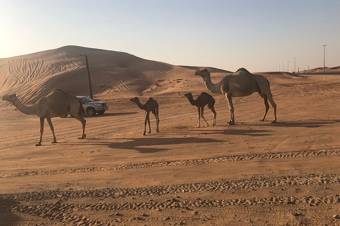 Dubai Red Dunes Desert Safari : Sandboarding, BBQ & Live Shows - Dune bashing in the Lahbab desert