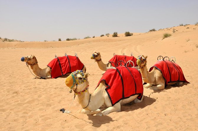 Dubai Red Dunes Safari: Dune Bashing, Camel Ride & Breakfast - Key points to know before booking