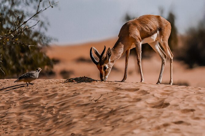 Dubai Red Dunes Safari: Dune Bashing, Camel Ride & Breakfast - A short camel ride, not a long trek