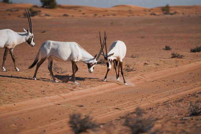 Dubai Red Dunes Safari: Dune Bashing, Camel Ride & Breakfast - The dune drive: excitement with a physical edge