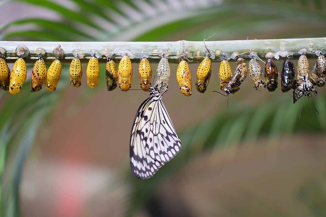 Dubai: Skip-The-Line Ticket to Butterfly Garden - Who will enjoy this most?