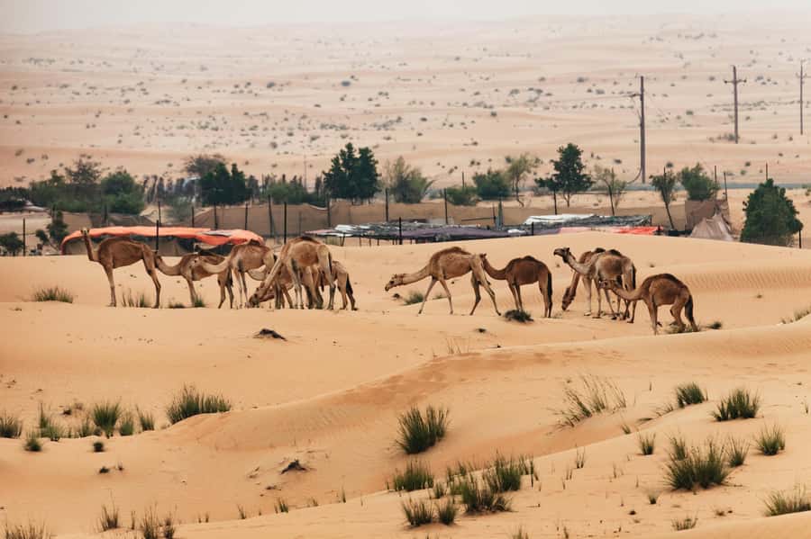 Dubai: Sunrise Balloon Flight with Camel Ride & Breakfast - Landing and the move to camp