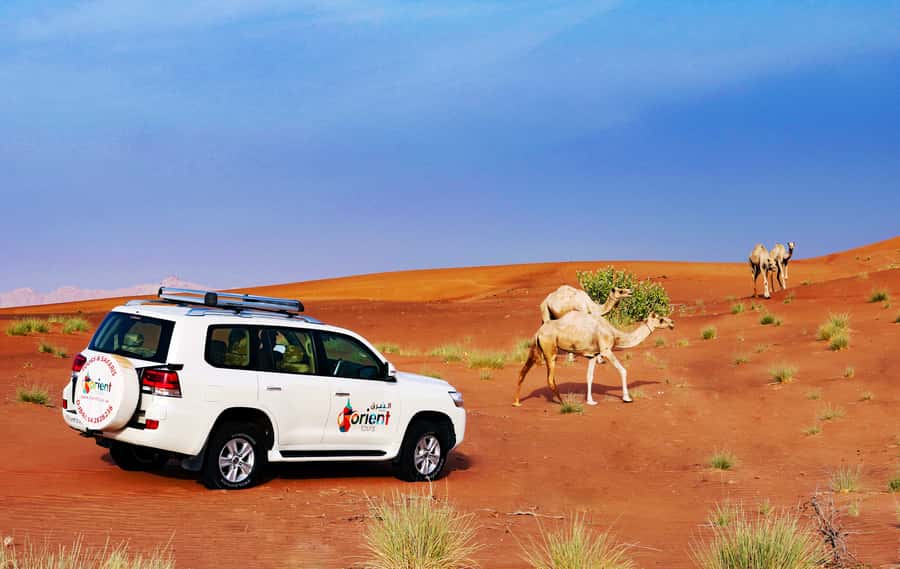 Dubai Sunrise Desert Camel Trek with Breakfast - Booking details worth checking
