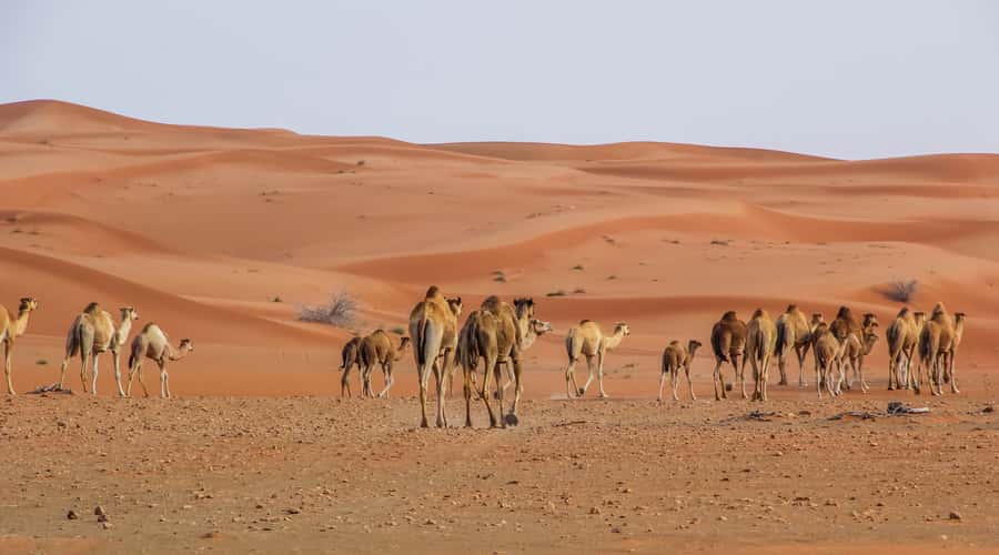 Dubai Sunrise Desert Camel Trek with Breakfast - Reaching Lahbab before the sun