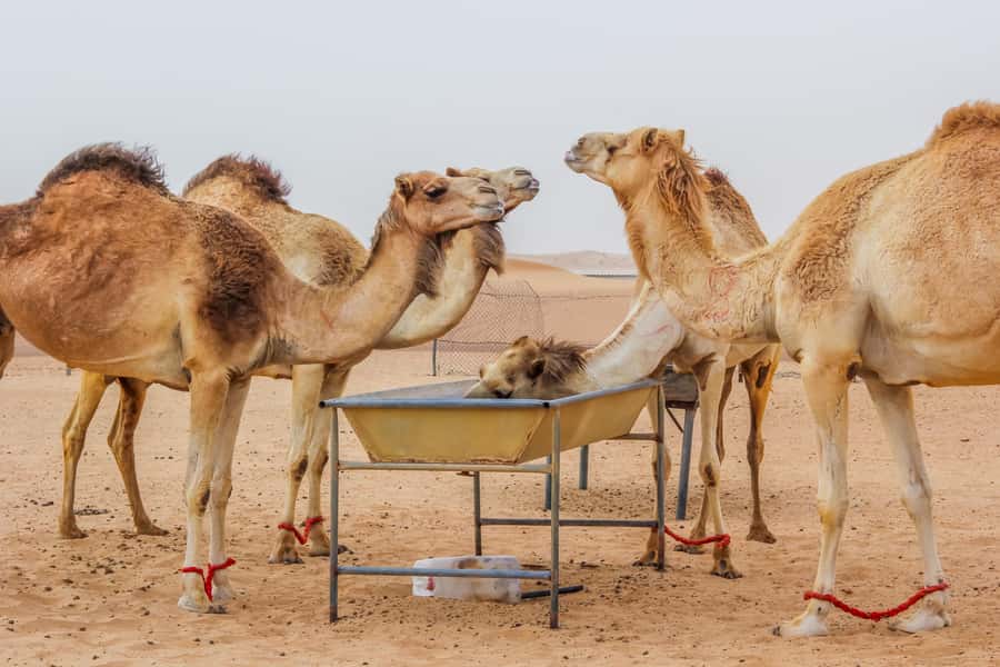 Dubai Sunrise Desert Camel Trek with Breakfast - Sunrise at the red dunes of Lahbab