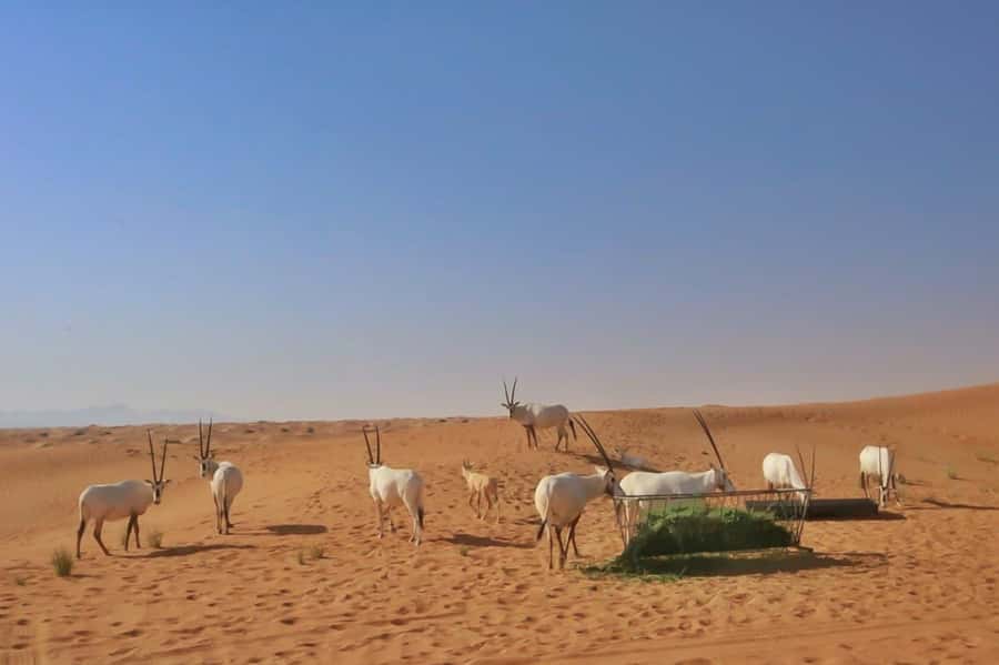 Dubai: Sunrise Desert Jeep Safari with Wildlife Experience - Ten minutes of dune driving, with a sensible warning