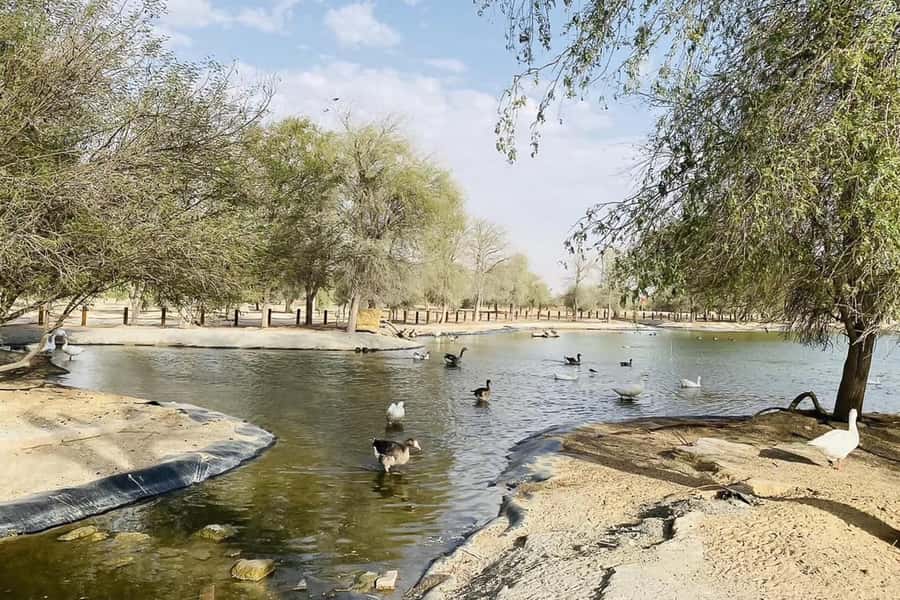 Dubai: Sunrise Desert Jeep Safari with Wildlife Experience - How much value do you get for $51?