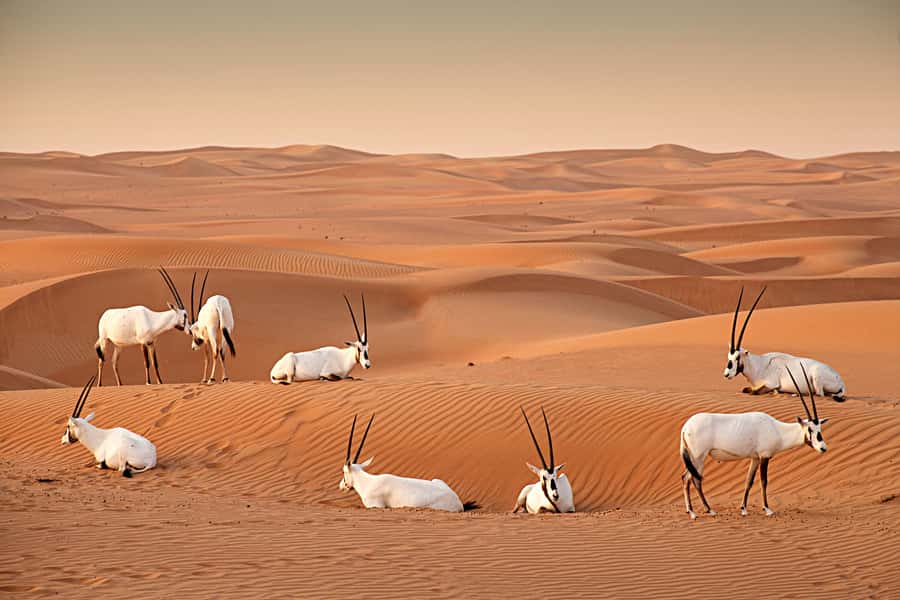 Dubai: Sunrise Hot Air Balloon Tour with E-Certificate - Comfort, safety, and who should skip it