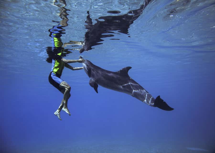Dubai: Swim with Dolphins at Atlantis Waterpark - Key points at a glance