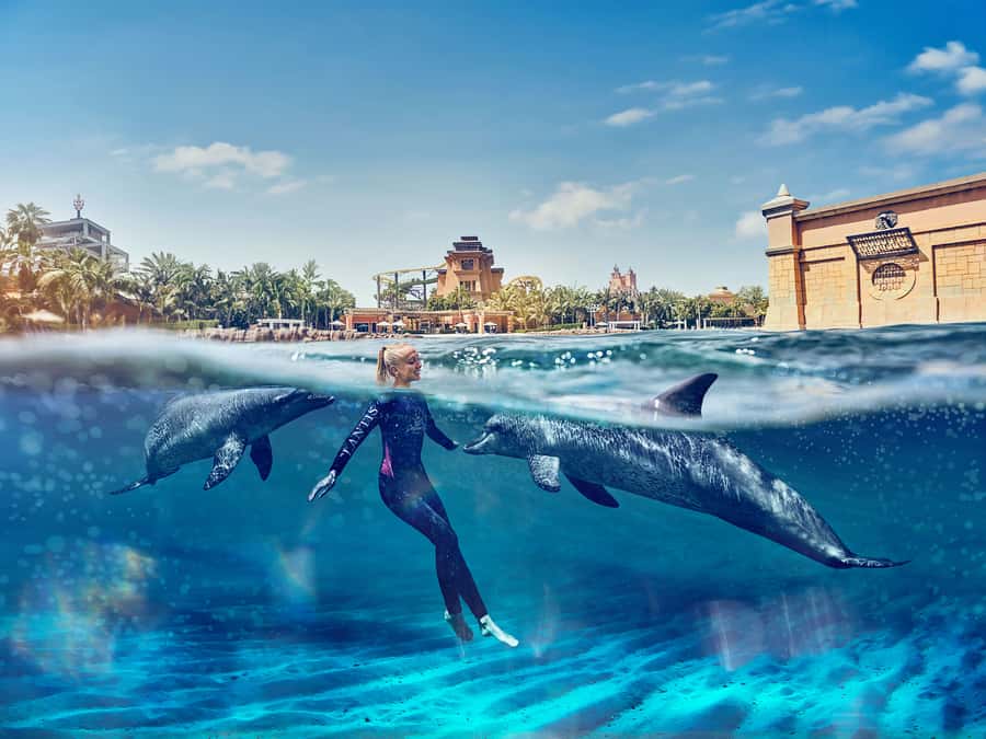 Dubai: Swim with Dolphins at Atlantis Waterpark - What the dolphin interaction feels like