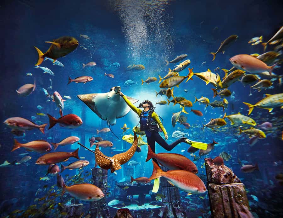 Dubai: The Lost Chambers Aquarium Atlantis Diving Experience - Key points to know before booking