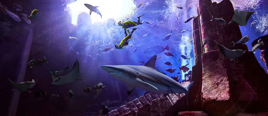 Dubai: The Lost Chambers Aquarium Snorkeling Experience - Key points to know before booking
