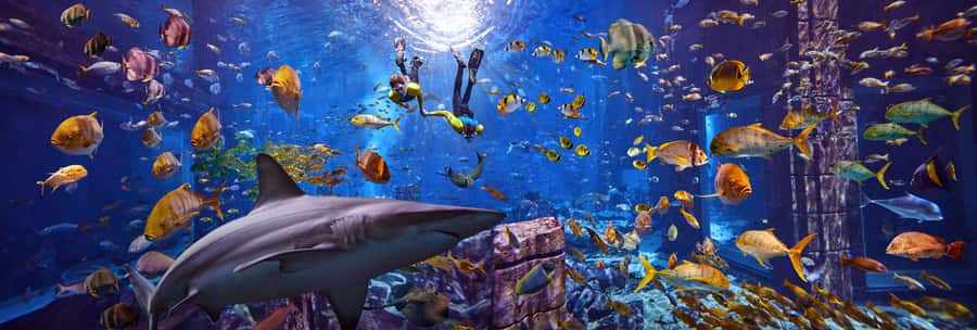 Dubai: The Lost Chambers Aquarium Snorkeling Experience - Entering the water with rays and sharks